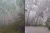 Karkala: Heavy rain, strong winds cause widespread damage to crops, houses